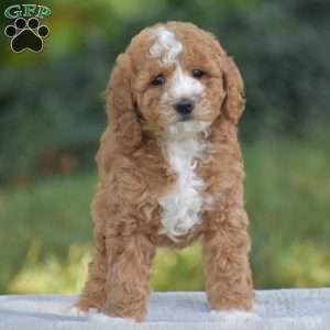 Vanessa, Cavapoo Puppy